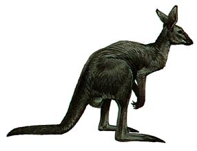 Australian Kangeroo