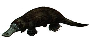 Picture of Duck-billed Platypus
