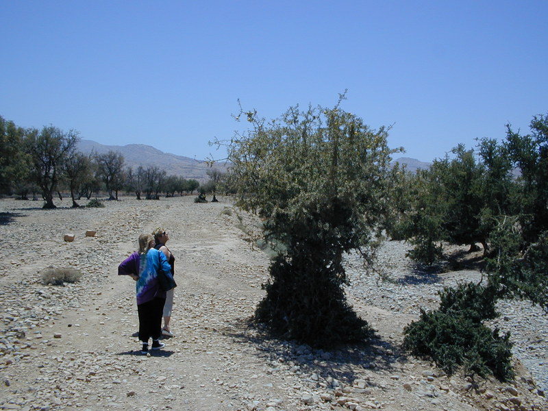 click image to load singular slide #232